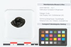 Foto (Objekt + Etikett) von Asterocaryum europaeum Ettingshausen (NHMW-GEO-2024-0188-9183)